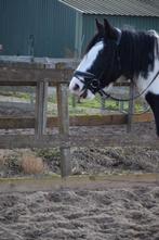 Grote tinker merrie 1m62, 9jr! & Tinker merrie 1m58, 12jr, Ruin, B pony (1.17m tot 1.27m), 0 tot 2 jaar