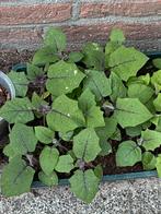 Lulo/Naranjilla kleintjes, Tuin en Terras, Ophalen, Overige soorten, Volle zon, In pot