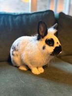 2 konijnen koppel gecastreerde ram en voedster incl kooi etc, Dieren en Toebehoren, Konijnen, Meerdere dieren, Middelgroot, Hangoor