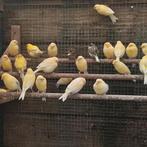 Kanaries, Vrouwelijk, Kleurkanarie