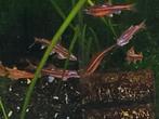 Hobbyaquarium Notropis chrosomus – Rainbowshiner, Overige soorten