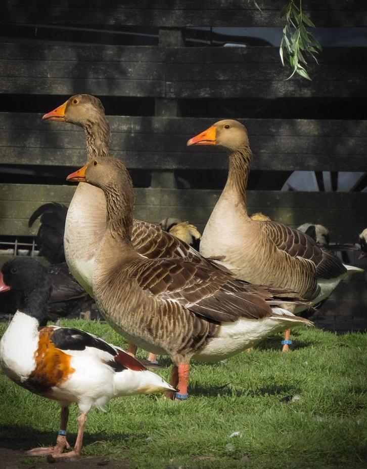 2 mooie gezonde grauwe ganzen te koop aangeboden, Dieren en Toebehoren, Pluimvee, Gans of Zwaan, Meerdere dieren