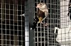 Putters Anatolia Parva Kleine Putter 2025, Dieren en Toebehoren, Meerdere dieren, Wildzangvogel, Geringd