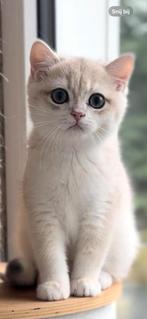 Britse korthaar blue Golden, Dieren en Toebehoren, Katten en Kittens | Raskatten | Korthaar, Kater, Ontwormd