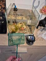 Aquarium met 3 platy's, Indische modderkruiper + accessoires, Dieren en Toebehoren, Reptielen en Amfibieën | Toebehoren, Ophalen