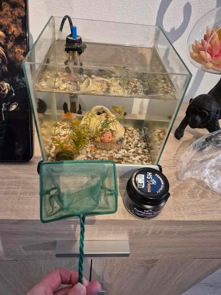 Aquarium met 3 platy's, Indische modderkruiper + accessoires, Dieren en Toebehoren, Reptielen en Amfibieën | Toebehoren, Ophalen
