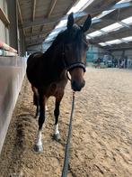 Bloedmooie (fok)merrie met pit!, Dieren en Toebehoren, Paarden, Merrie, Gechipt, Niet van toepassing, Dressuurpaard