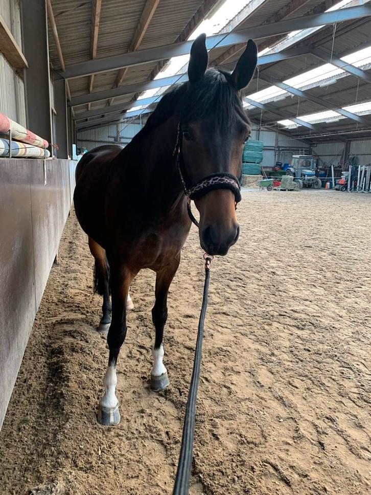 Bloedmooie (fok)merrie met pit!, Dieren en Toebehoren, Paarden, Merrie, Niet van toepassing, 165 tot 170 cm, 7 tot 10 jaar, Dressuurpaard