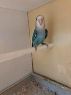 Agapornis rosecollies, Dieren en Toebehoren, Vogels | Parkieten en Papegaaien, Meerdere dieren, Dwergpapegaai of Agapornis, Geringd
