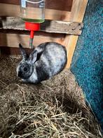Dwerg konijn, Dieren en Toebehoren, Mannelijk, Dwerg, 0 tot 2 jaar