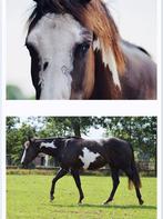 American Paint Horse Overo black drachtige merrie, Dieren en Toebehoren, Pony's, Gechipt, Niet van toepassing, 7 tot 10 jaar, Westernpony