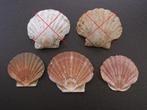 Schelpen / St. Jacobsschelpen; div. maten, Verzamelen, Mineralen en Fossielen, Ophalen of Verzenden, Schelp(en)