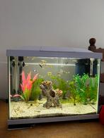 aquarium, Dieren en Toebehoren, Ophalen of Verzenden, Leeg aquarium