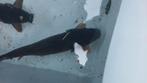 3 zwarte koi 30 cm samen € 40, Dieren en Toebehoren, Karper of Koi