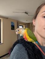 Tamme baby Pyrrhura, Dieren en Toebehoren, Vogels | Parkieten en Papegaaien, Geslacht onbekend, Parkiet, Tam