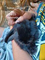 hangoor franse en dwerg, Dieren en Toebehoren, Konijnen, Meerdere dieren, Hangoor