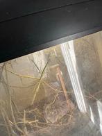 Wandelende takken, Dieren en Toebehoren, Insecten en Spinnen, Wandelende tak