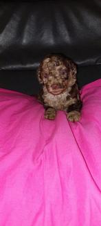 Prachtige mini labradoodle pups, Dieren en Toebehoren, Overige rassen, 8 tot 15 weken, Meerdere, Meerdere dieren