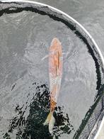 Ochiba, Dieren en Toebehoren, Karper of Koi