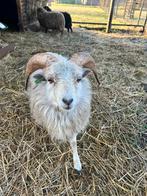 Lieve witte Stamboek Ram ouessant, Mannelijk, Schaap, 0 tot 2 jaar