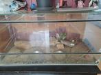 terrarium, Dieren en Toebehoren, Reptielen en Amfibieën | Toebehoren, Ophalen of Verzenden, Gebruikt, Terrarium of Paludarium