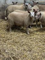 Luxe ooilam Rouge x texelaar, Dieren en Toebehoren, Schapen, Geiten en Varkens, Vrouwelijk, Schaap