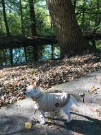 Hondenjasje van het Italiaanse merk I Love My Dog, Ophalen of Verzenden, Zo goed als nieuw, Hondenjas