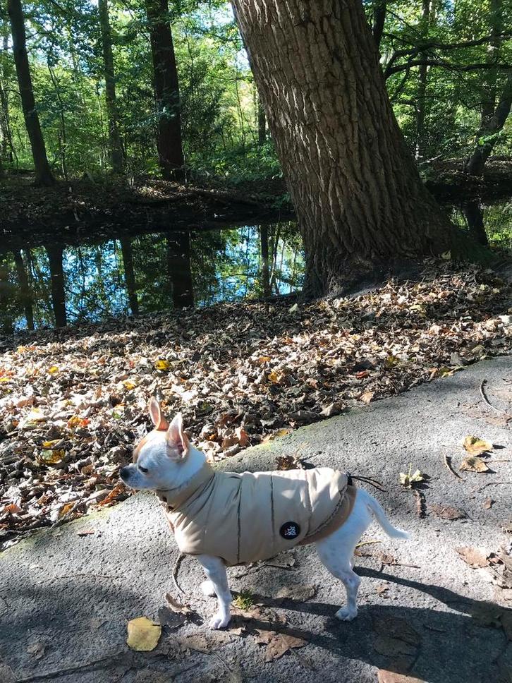 Hondenjasje van het Italiaanse merk I Love My Dog, Dieren en Toebehoren, Hondenkleding, Zo goed als nieuw, Hondenjas, Ophalen of Verzenden