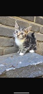 Kittens tortie, lapjes, rood wit., Dieren en Toebehoren, Katten en Kittens | Raskatten | Korthaar, Meerdere dieren, Ontwormd, 0 tot 2 jaar