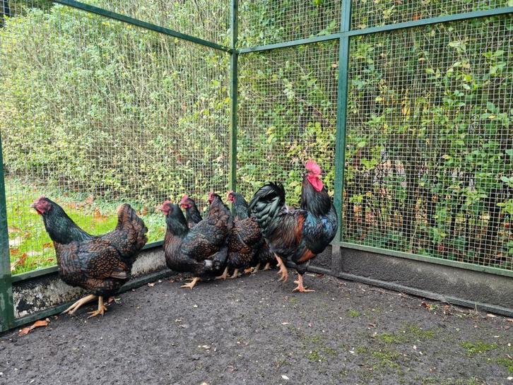 Fantastische groep 1-5 Barnevelders GROOT Dubbel gezoomd !, Dieren en Toebehoren, Pluimvee, Kip, Meerdere dieren