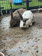 Jonge vlaamse reus kruising lotharinger konijnen, Dieren en Toebehoren, Konijnen, Mannelijk, Groot