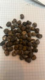 500 trachycarpus fortunei x wagnerianus, Tuin en Terras, Bloembollen en Zaden, Ophalen of Verzenden, Voorjaar, Volle zon, Zaad