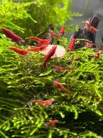 Mooie felrode Cherry Vuurgarnalen te koop, Dieren en Toebehoren, Kreeft, Krab of Garnaal, Zoetwatervis, Schoolvis