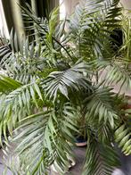 Bergpalm (Chamaedorea elegans) - Gratis af te halen!, Ophalen, Palm, Halfschaduw, Minder dan 100 cm