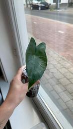 Alocasia zebrina, Huis en Inrichting, Kamerplanten, Ophalen of Verzenden, Overige soorten, Minder dan 100 cm