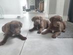 Lieve Labrador x Bordercollie pups, speelse puppy's, Dieren en Toebehoren, Honden | Retrievers, Spaniëls en Waterhonden, CDV (hondenziekte)