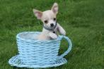 Chihuahua pups kort en langharig kleine taille, België, Rabiës (hondsdolheid), 15 weken tot 1 jaar, Meerdere