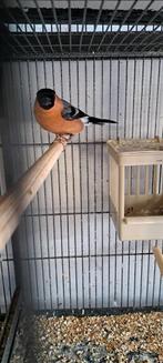 Gezocht goudvink pop, Vrouwelijk, Wildzangvogel