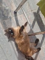 Ragdoll Kater 2 Jaar oud, Dieren en Toebehoren, Katten en Kittens | Raskatten | Langhaar, Kater, Ontwormd, 0 tot 2 jaar