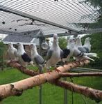 Sierduiven, jonge oud hollandse meeuwen, Dieren en Toebehoren, Vogels | Duiven, Meerdere dieren, Overige soorten