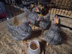 3 x grote mooie Amrock hanen, Dieren en Toebehoren, Pluimvee, Mannelijk, Kip
