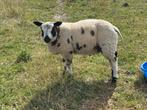 Beste bonte dekram., Dieren en Toebehoren, Mannelijk, Schaap