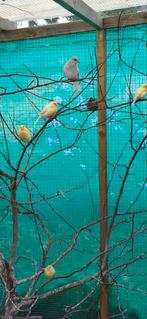 Tropen/Kanaries, Dieren en Toebehoren, Vogels | Kanaries, Meerdere dieren, Kleurkanarie