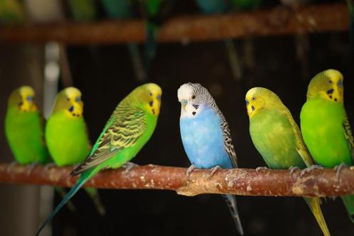 Volwassen grasparkieten | veel keuze | man en pop, Dieren en Toebehoren, Vogels | Parkieten en Papegaaien, Parkiet, Meerdere dieren