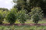 Clerodendrum trichotomum/ Kansenboom, Overige soorten, 100 tot 250 cm, Zomer, Ophalen