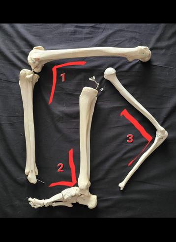 Anatomische  Mens Beenderen / Botten Anatomie Studie Voet beschikbaar voor biedingen