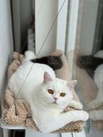 2 katters te koop britse korthaar, Dieren en Toebehoren, Katten en Kittens | Raskatten | Korthaar, Kater, Ontwormd