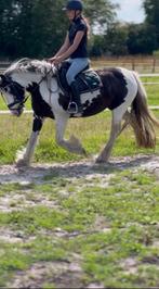 Bijrijder aangeboden//verzorgpony gezocht rond groningen, Ophalen of Verzenden, Nieuw