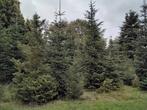 Grote Nordmann kerstbomen, Ophalen of Verzenden, Zomer, Volle zon, Overige soorten