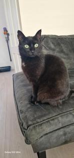Europees  kort haar 6 jr oud, Dieren en Toebehoren, Poes, Ontwormd